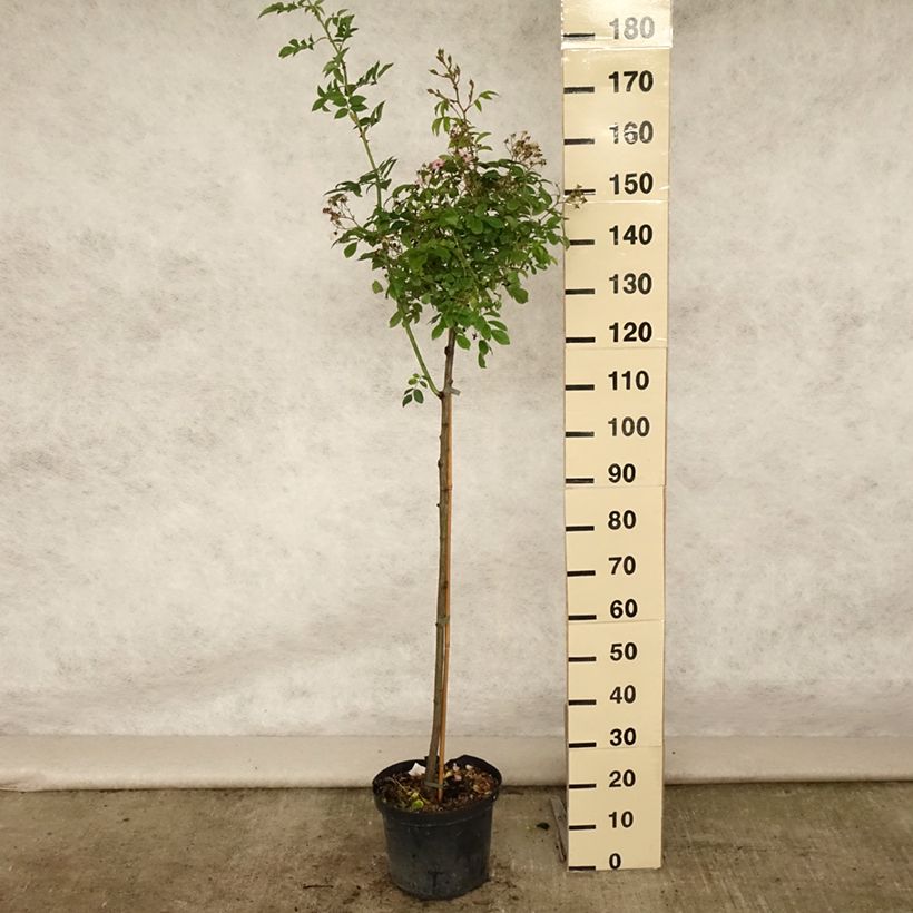 Exemplaar van Rosa Ballerina - Stamroos Pot van 7,5 l/10 l, Stengel zoals geleverd in de zomer