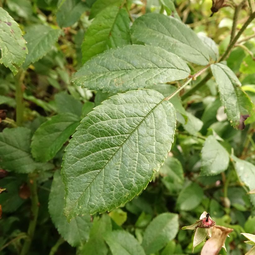 Rosa Ballerina - Stamroos (Blad)