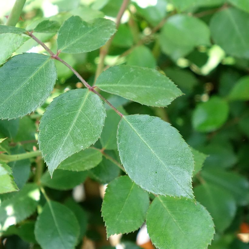 Rosa Bonica 82 - Stamroos (Blad)