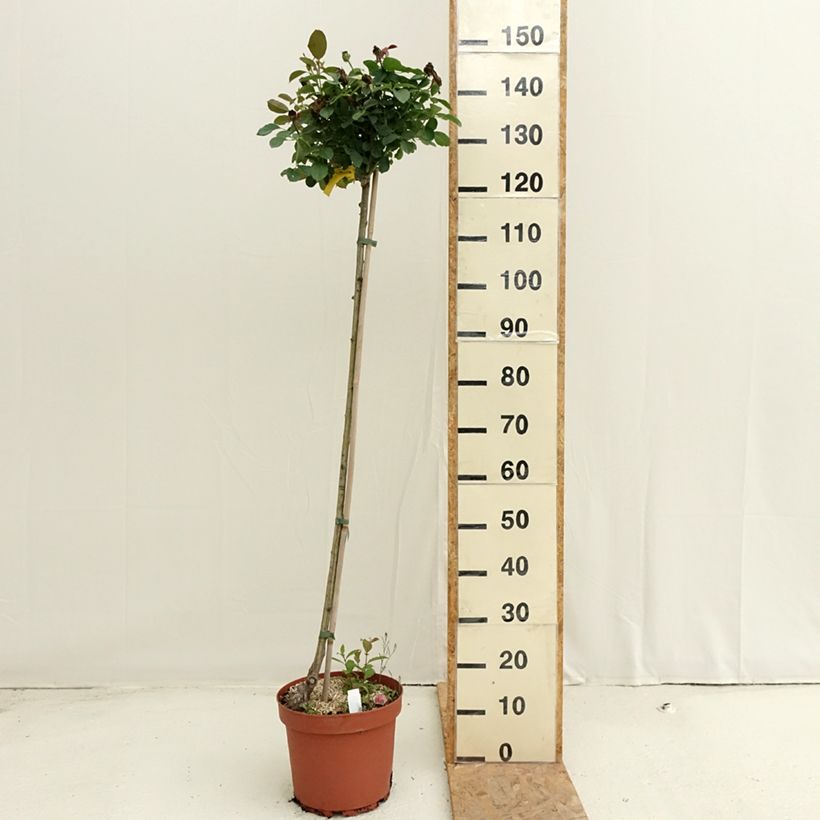 Exemplaar van Rosa Côté jardin - Stamroos Pot van 7,5 l/10 l, Stengel zoals geleverd in de zomer