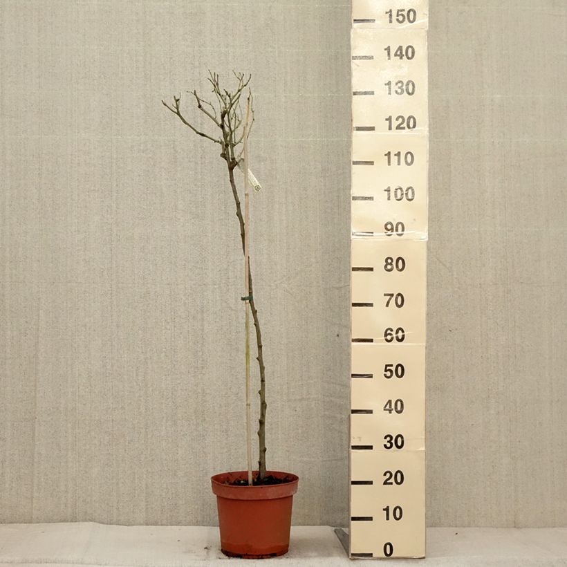 Exemplaar van Rosa Claire Austin- Stamroos Pot van 7,5 l/10 l, Stengel zoals geleverd in de herfst