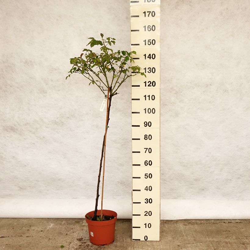 Exemplaar van Rosa Darcey Bussell - Stamroos Pot van 7,5 l/10 l, Stengel zoals geleverd in de lente