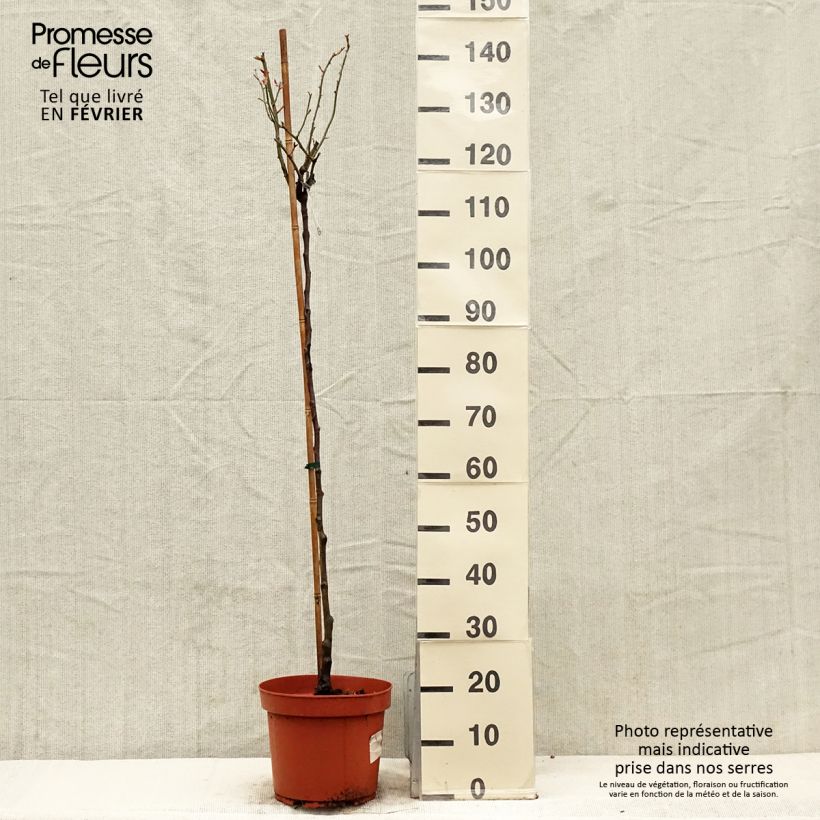 Exemplaar van Rosier Tige David Austin Desdemona Pot de 7,5L/10L, Tige, Tige de 70/90 zoals geleverd in de winter