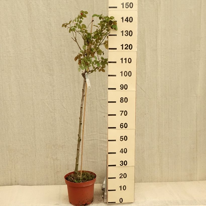 Exemplaar van Rosa Desdemona - Stamroos Pot van 7,5 l/10 l, Stengel zoals geleverd in de lente