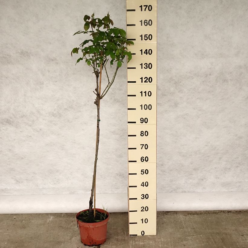 Exemplaar van Rosa Gertrude Jekyll - Stamroos Pot van 7,5 l/10 l, Stengel zoals geleverd in de lente