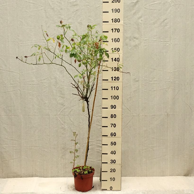 Exemplaar van Rosa Lady of Shalott - Stamroos Pot van 4 l/5 l, Stengel zoals geleverd in de zomer