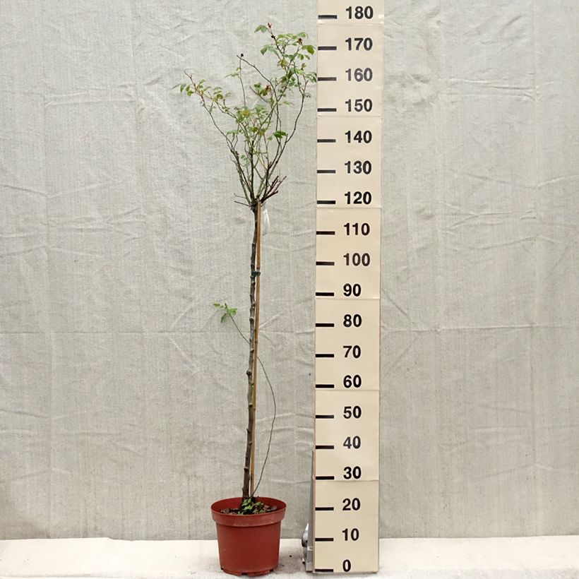 Example of Rosa Lady of Shalott - Stamroos Pot van 4 l/5 l, Stengel as you get in printemps