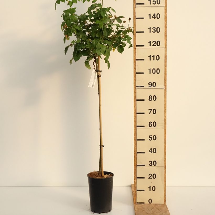 Exemplaar van Rosa Olivia Rose Austin - Stamroos Pot van 7,5 l/10 l, Stengel zoals geleverd in de zomer