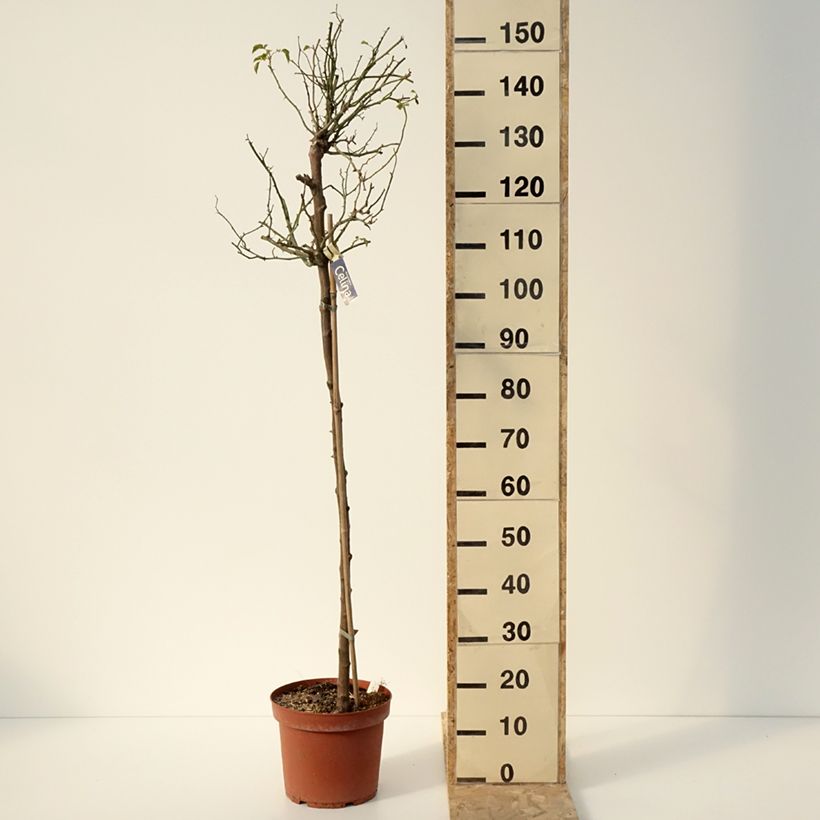 Exemplaar van Rosa Flower Carpet Sunshine  - Stamroos Pot van 7,5 l/10 l, Stengel zoals geleverd in de winter