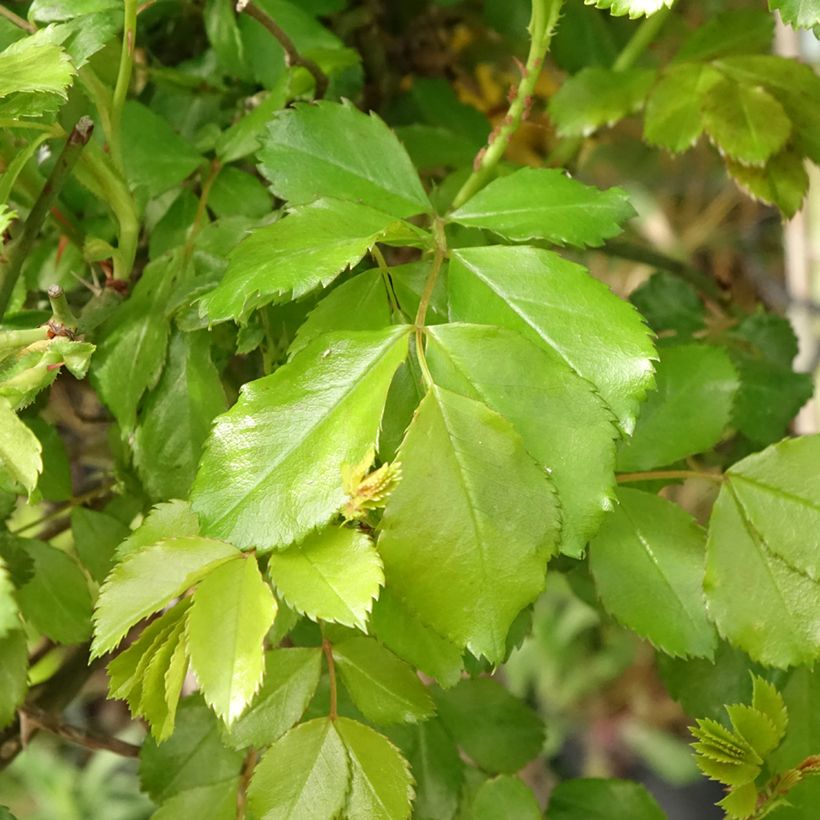Rosa Flower Carpet Sunshine  - Stamroos (Blad)