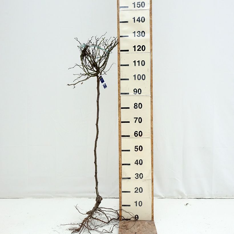 Exemplaar van Rosa Flower Carpet Sunshine  - Stamroos Naakte wortel, Stengel zoals geleverd in de winter