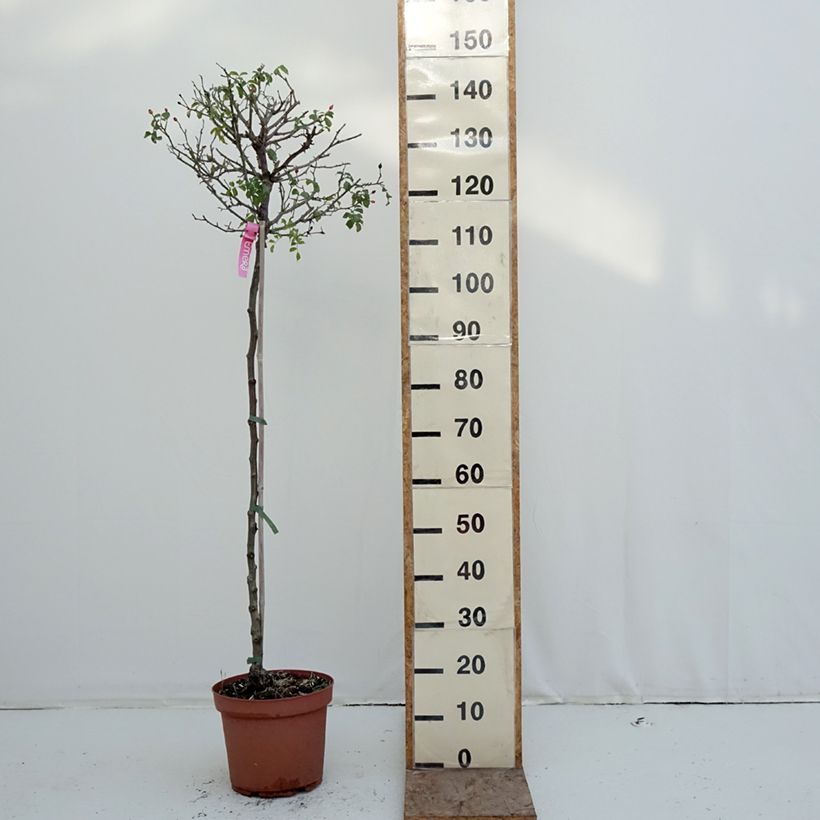 Example of Rosa Flower Carpet Heidetraum - Stamroos Pot van 7,5 l/10 l, Stengel as you get in hiver