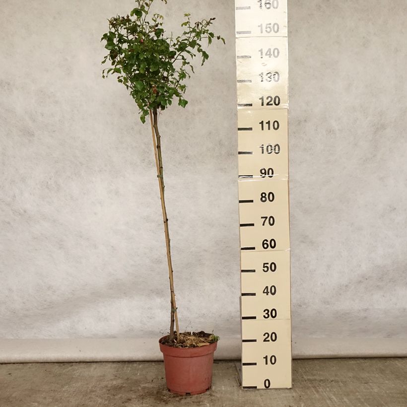 Exemplaar van Rosa Flower Carpet Heidetraum - Stamroos Pot van 7,5 l/10 l, Stengel zoals geleverd in de zomer
