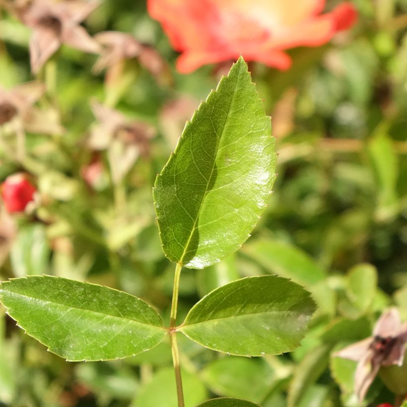 Rosa Isalia - Stamroos (Blad)