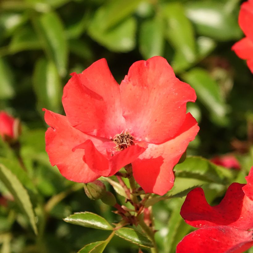 Rosa Isalia - Stamroos (Bloei)