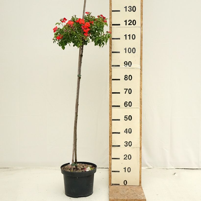 Exemplaar van Rosa Isalia - Stamroos Pot van 7,5 l/10 l, Stengel zoals geleverd in de zomer