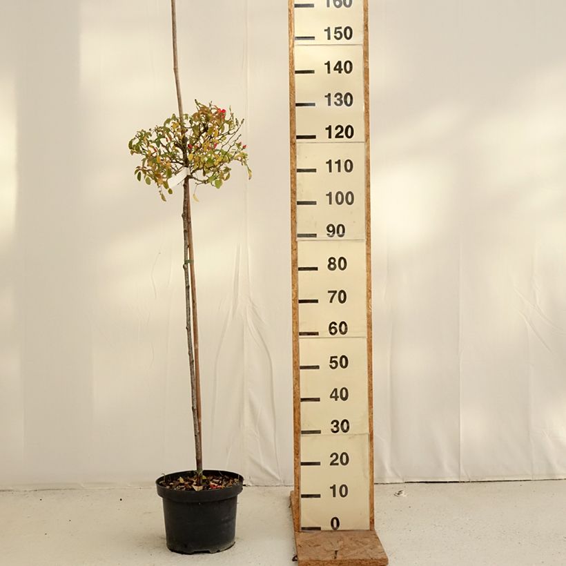 Exemplaar van Rosa Isalia - Stamroos Pot van 7,5 l/10 l, Stengel zoals geleverd in de herfst