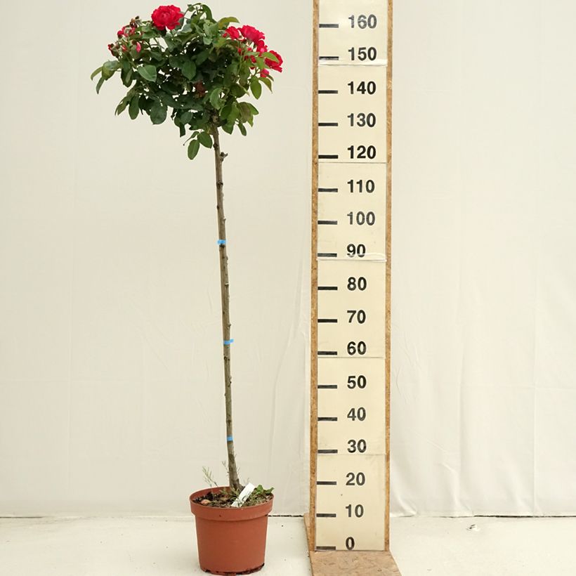 Exemplaar van Rosa Dominica - Stamroos Pot van 7,5 l/10 l, Stengel zoals geleverd in de zomer