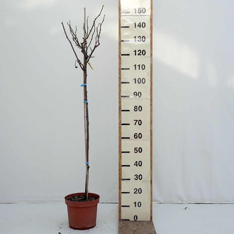 Exemplaar van Rosa Dominica - Stamroos Pot van 7,5 l/10 l, Stengel zoals geleverd in de winter