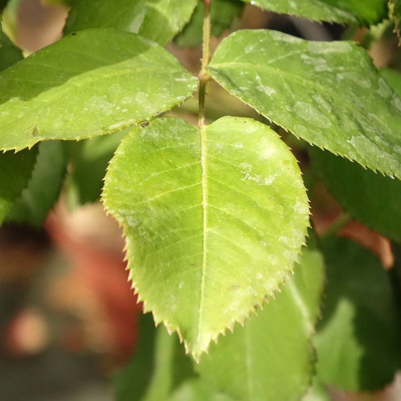 Rosa Dominica - Stamroos (Blad)