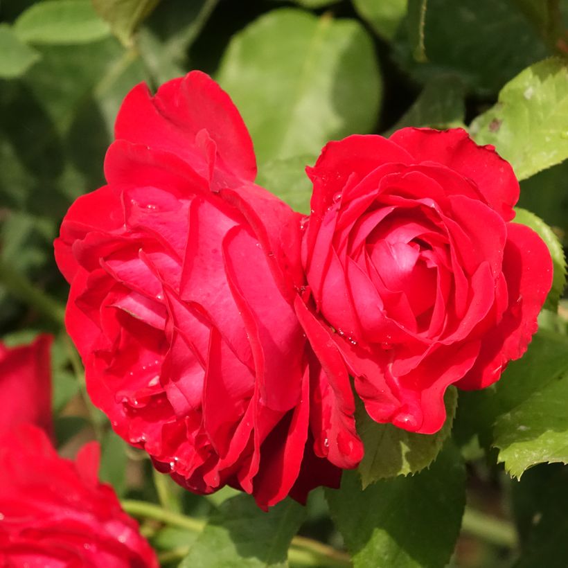 Rosa Dominica - Stamroos (Bloei)