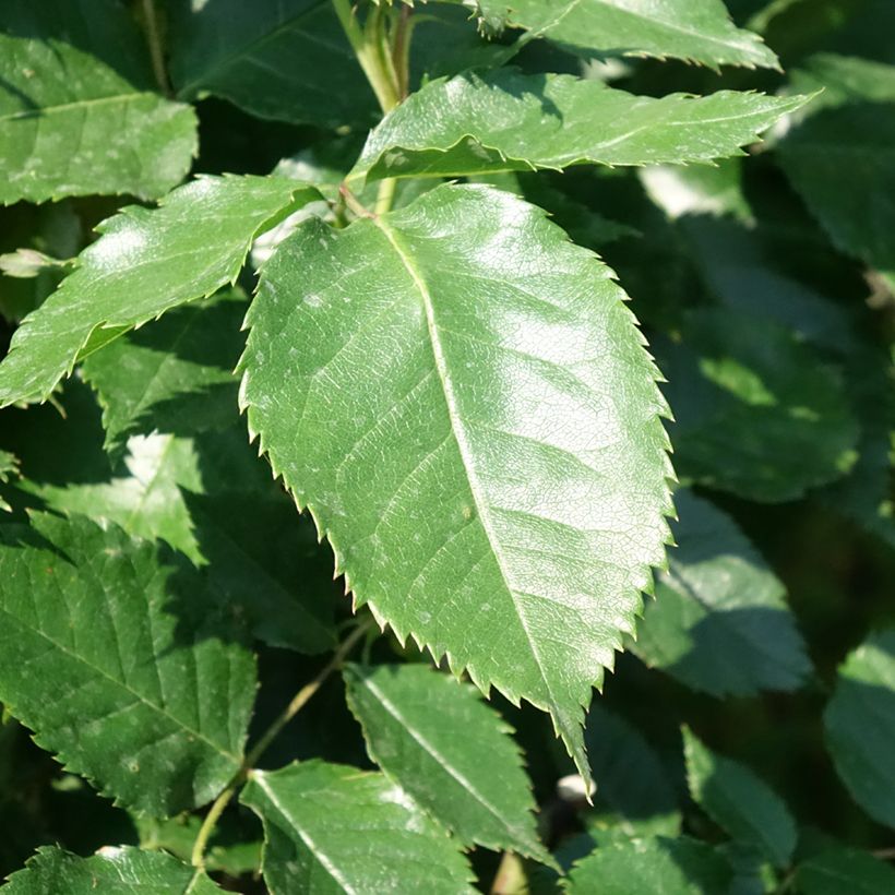 Rosa Friesia - Stamroos (Blad)