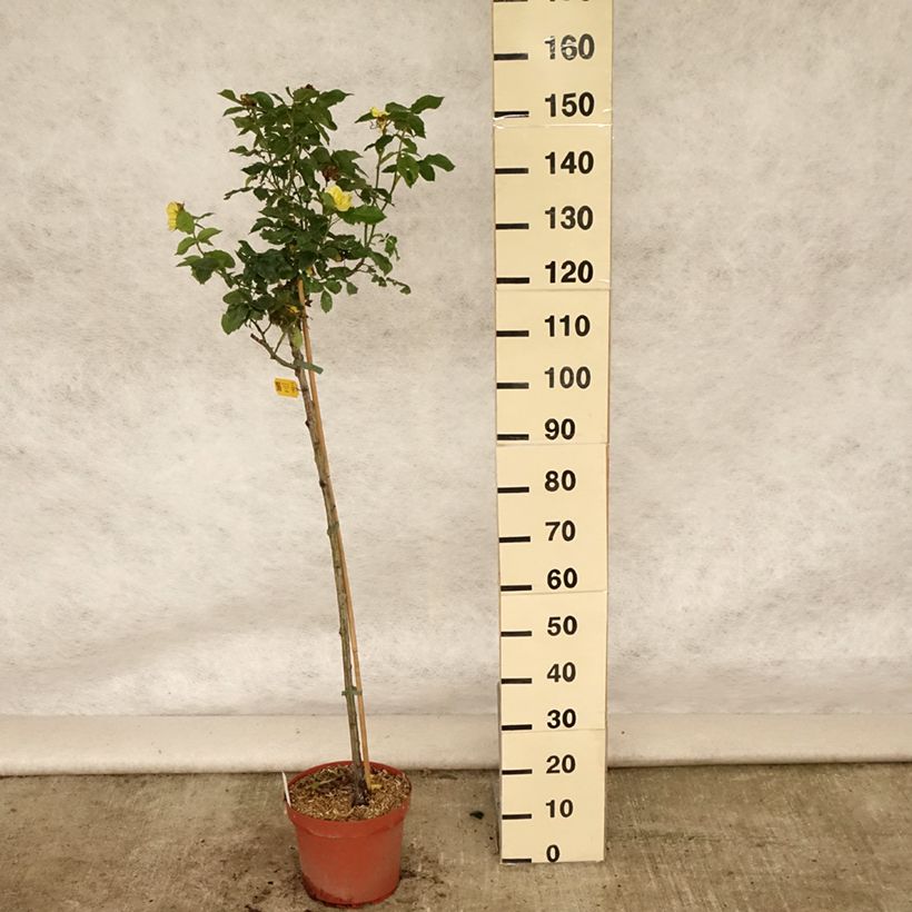 Exemplaar van Rosa Friesia - Stamroos Pot van 7,5 l/10 l, Stengel zoals geleverd in de zomer