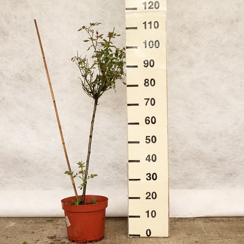 Exemplaar van Rosa Global Hit - Stamroos Pot van 4 l/5 l, Stengel zoals geleverd in de lente