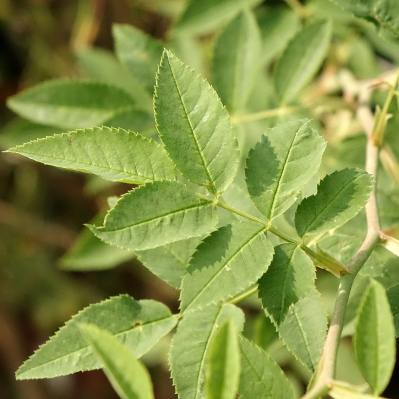 Rosa Global Hit - Stamroos (Blad)