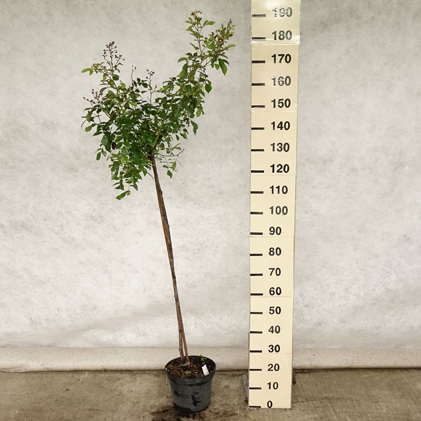 Exemplaar van Rosa Guirlande d'Amour- Stamroos Pot van 7,5 l/10 l, Stengel zoals geleverd in de zomer