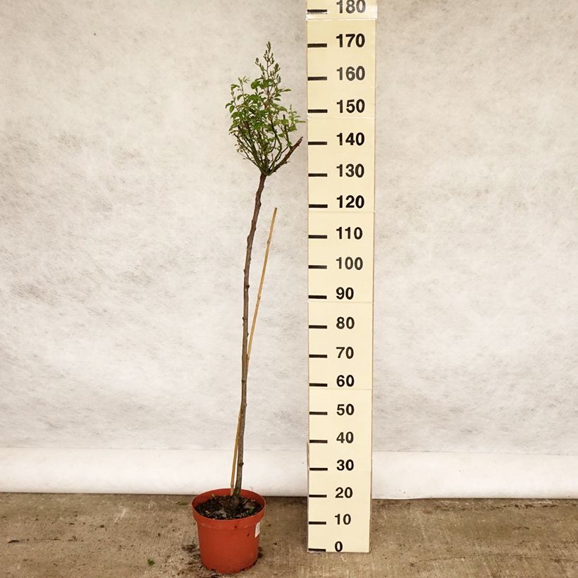 Example of Rosa Guirlande d'Amour- Stamroos Pot van 7,5 l/10 l, Stengel as you get in printemps