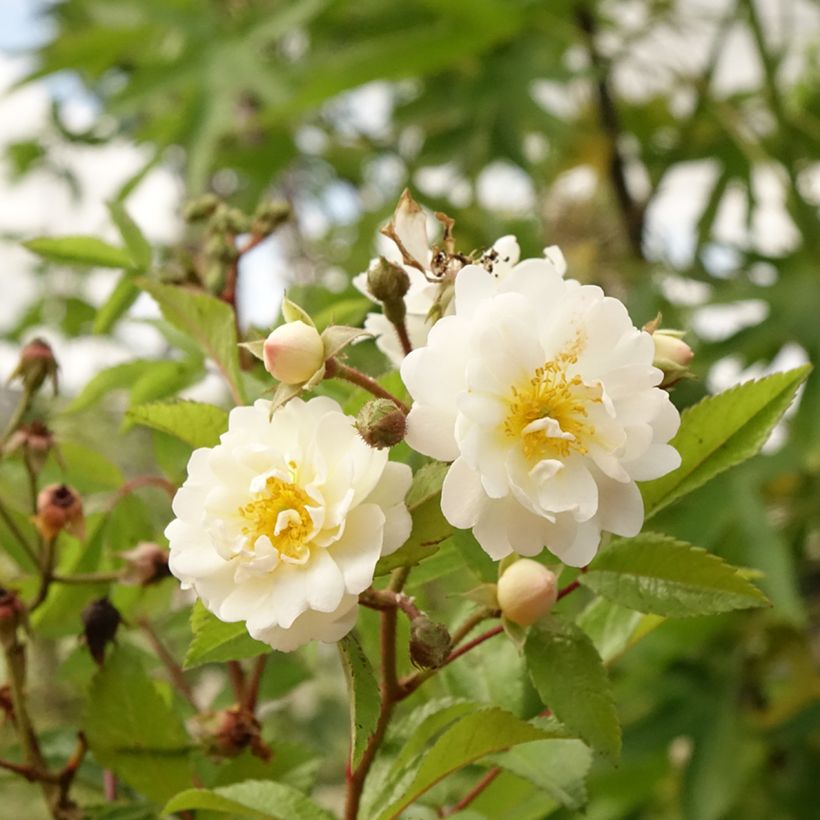 Rosa Guirlande d'Amour- Stamroos (Bloei)