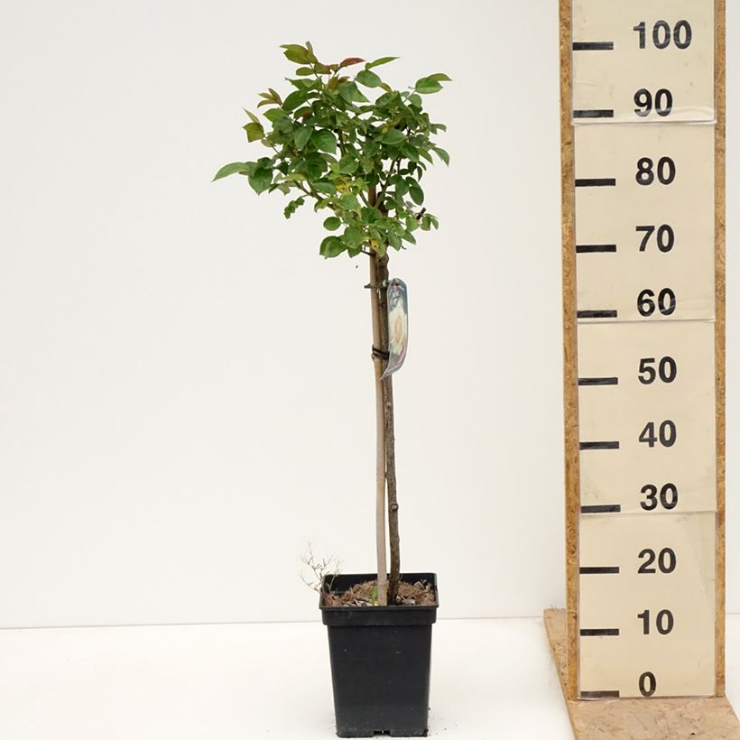 Example of Rosa Hansestadt Rostock - Stamroos Pot van 4 l/5 l, Stengel as you get in printemps