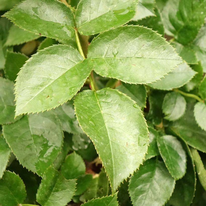 Rosa Hansestadt Rostock - Stamroos (Blad)