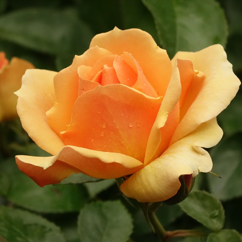 Rosa Hansestadt Rostock - Stamroos (Bloei)
