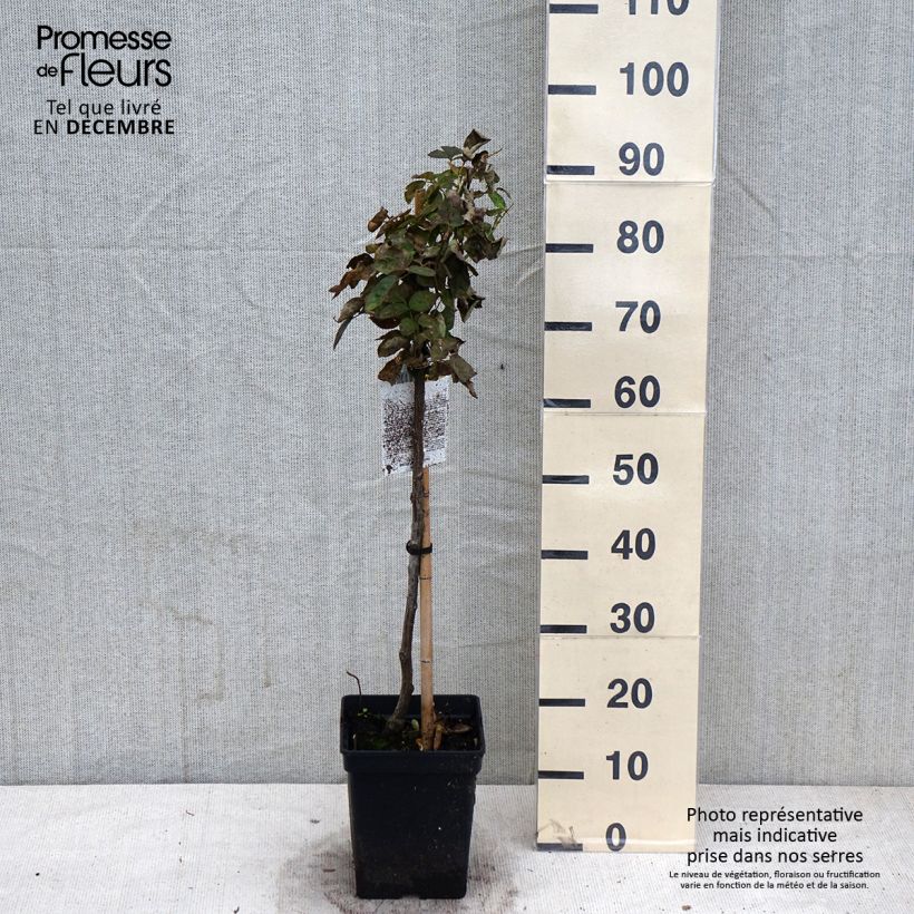 Exemplaar van Rosa Heidi Klum - Stamroos Pot van 7,5 l/10 l, Stengel zoals geleverd in de herfst