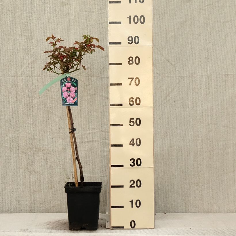 Example of Rosa Heidi Klum - Stamroos Pot van 7,5 l/10 l, Stengel as you get in printemps