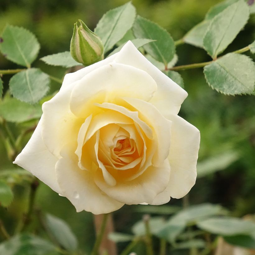 Rosa Honeymilk - Stamroos (Bloei)
