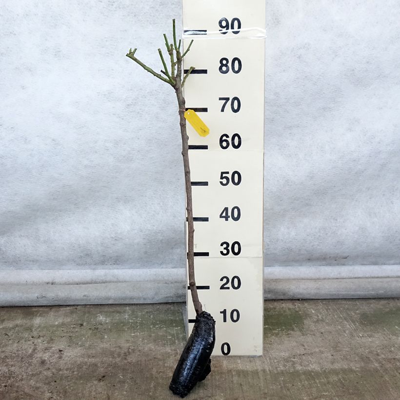 Example of Rosa Iceberg - Stamroos Naakte wortel, Stengel as you get in hiver