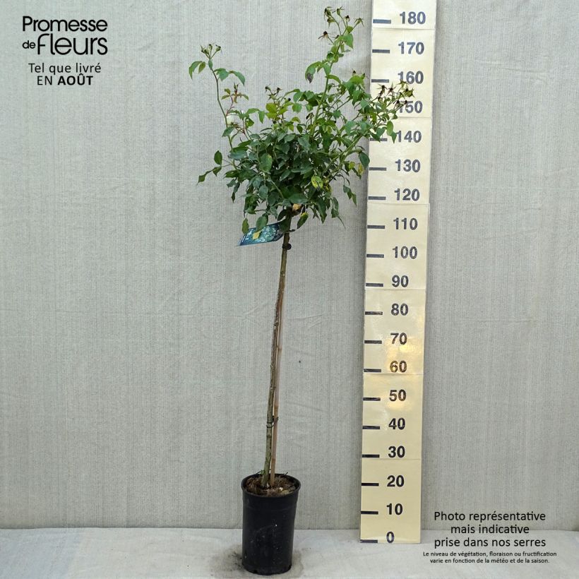 Exemplaar van Rosa Iceberg - Stamroos Pot van 7,5 l/10 l, Stengel zoals geleverd in de zomer