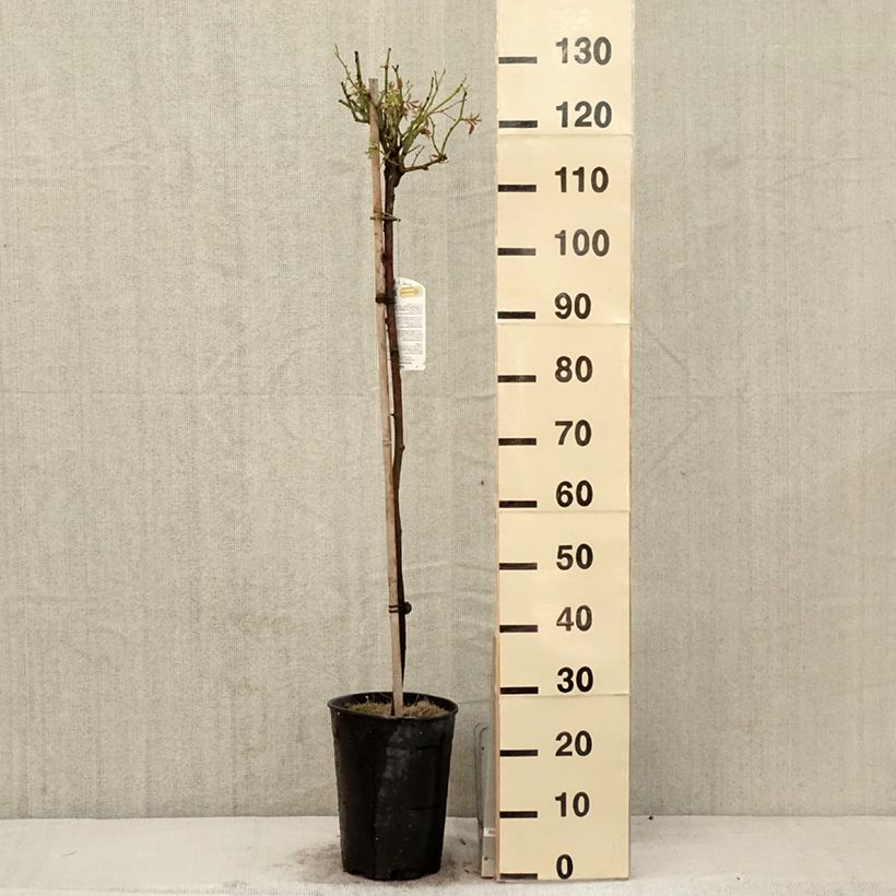 Example of Rosa Iceberg - Stamroos Pot van 7,5 l/10 l, Stengel as you get in printemps