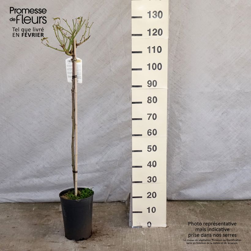 Example of Rosa Iceberg - Stamroos Pot van 7,5 l/10 l, Stengel as you get in hiver