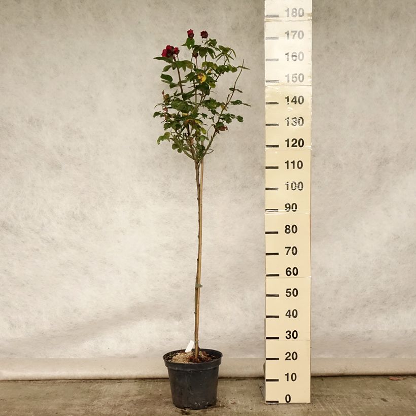 Exemplaar van Rosa Ingrid Bergman - Stamroos Pot van 7,5 l/10 l, Stengel zoals geleverd in de zomer