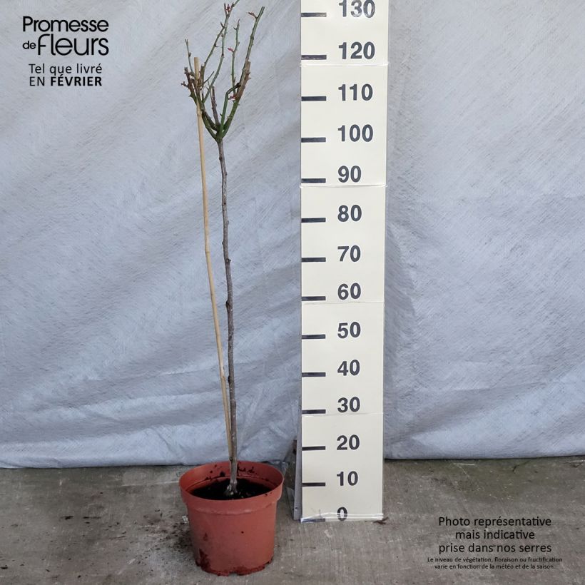 Example of Rosa Ingrid Bergman - Stamroos Pot van 7,5 l/10 l, Stengel as you get in hiver