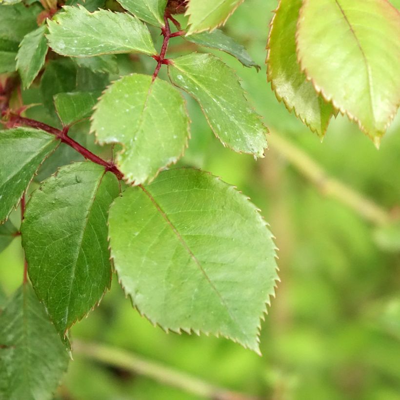 Rosa Jubilé du Prince de Monaco - Stamroos (Blad)