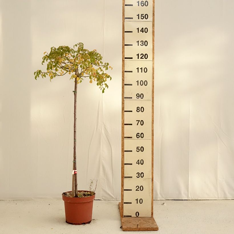 Exemplaar van Rosa Flower Carpet Scarlet - Stamroos Pot van 7,5 l/10 l, Stengel zoals geleverd in de herfst