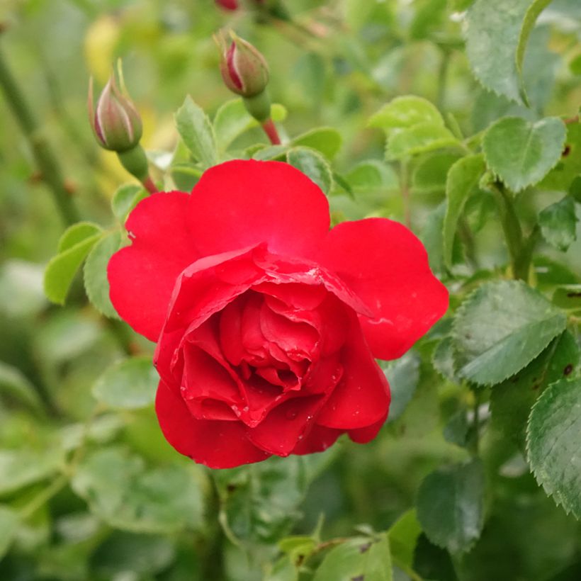 Rosa Flower Carpet Scarlet - Stamroos (Bloei)