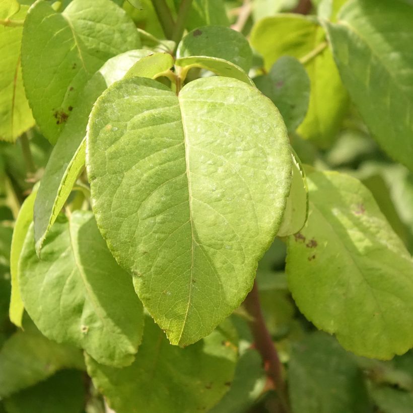 Rosa Landora - Stamroos (Blad)