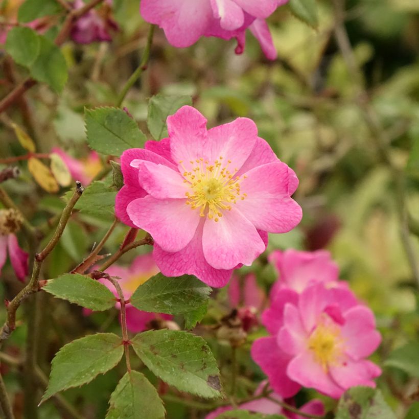 Rosa Lavender Dream - Stamroos (Blad)