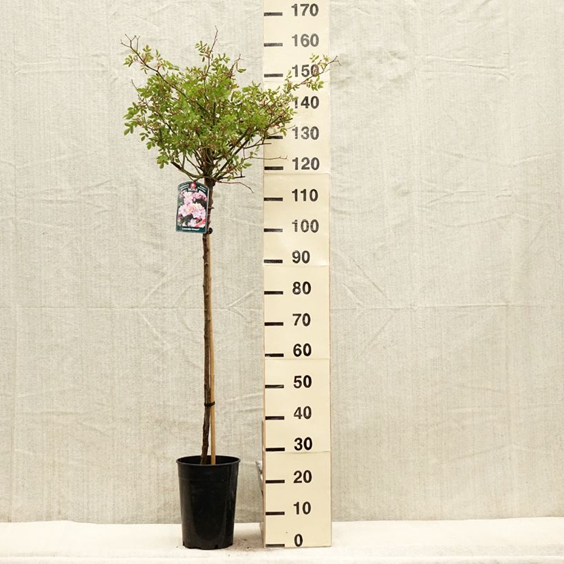 Example of Rosa Lavender Dream - Stamroos Pot van 7,5 l/10 l, Stengel as you get in printemps